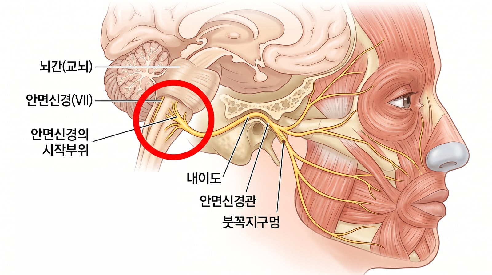 안면신경은
이런 길을 지납니다
